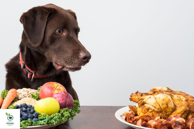 vegan diets for dogs